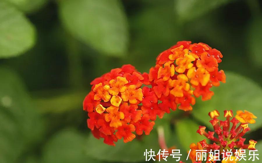 一盆五色梅拯救了的家庭，老婆对我刮目相看，你可能不会相信