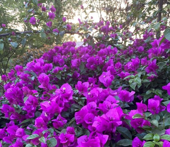 月季|天凉养三角梅、长寿花、月季，9月抓紧时间催花，10月花满树