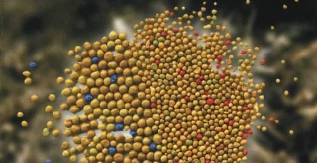 麻籽|君子兰其实很好养，在花盆加点这东西，花开不断，长得那叫一个旺