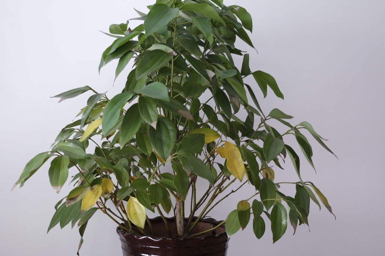 这花就要穷养，花盆越小长得就越好，叶片油亮，噌噌蹿到一米高