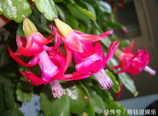 爆盆|公公将蟹爪兰关进小黑屋,花开不断还爆盆,邻居见了都要搬回家!