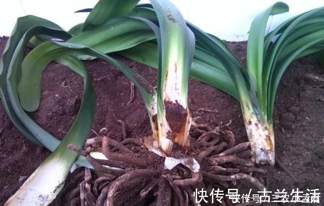 君子兰烂根怎么办 用这两个方法, 就不怕烂根了