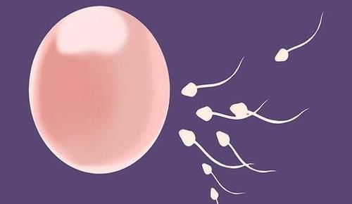 小蝌蚪们|进入女性体内,没和卵子相遇的小蝌蚪去哪了?答案非常有意思