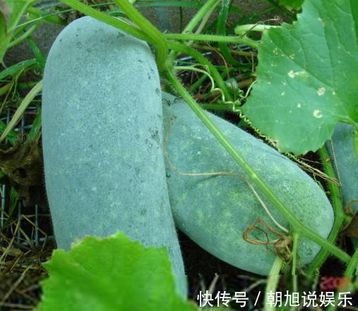 食用禁忌|老中医提醒如此吃冬瓜,就是没病找病,却有很多人偏偏喜欢!