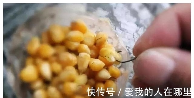 野钓青鱼,钓一次爽一次的攻略和技法