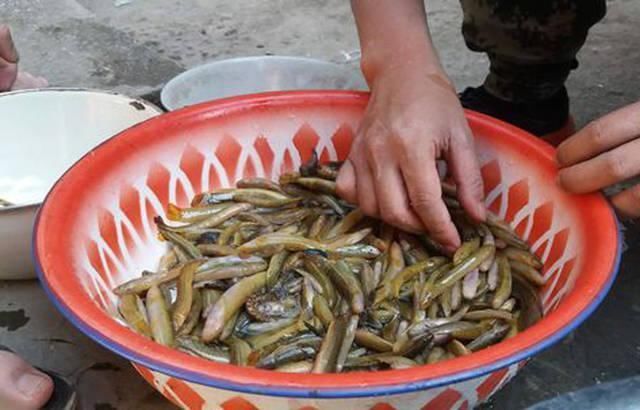 打工仔回到家乡,再钓一次故乡河里的小鱼