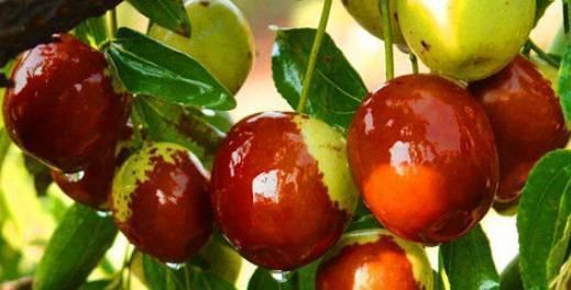 白刺果|女性想要身体好,不妨吃4种食物,消除炎症,滋阴降火,改善气血