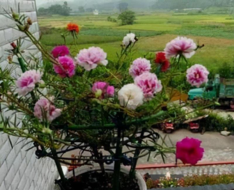 植物|太阳花还能这样养,看到朋友的阳台,气就不打一处来