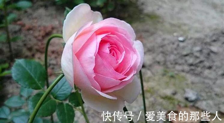 月季和玫瑰很相似,除了养花高手,很少有人分得清,你能区分吗