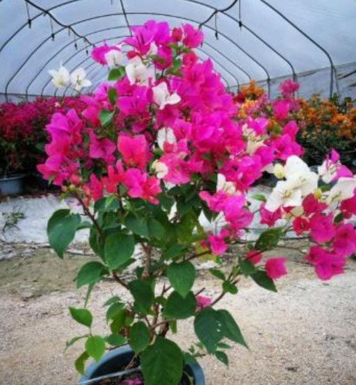 “绿叶双色”三角梅,开花只有一种色教你“2招”,开出多色花