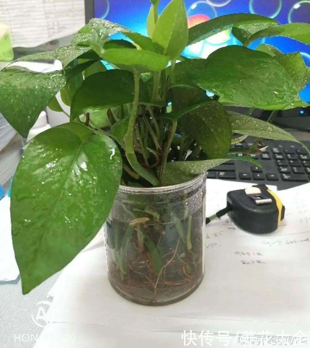 半死不活的花，扔水里，突然长疯了