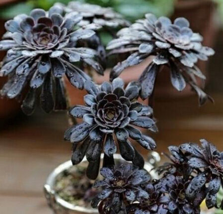 养多肉法师，满足3个条件，不用营养土也能长爆盆