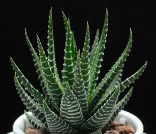 2种多肉植物，害怕晒太阳，阳光越强烈，叶片越瘦弱