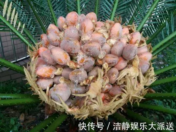 富贵竹|4种花有灵性,平时难开花,一有好事就开花!