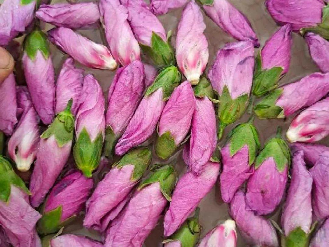 香飘飘的花,吃一口满嘴花香,再不吃就没了