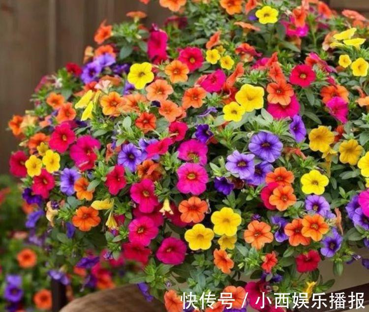 4种花很适合阳台养，花香四溢，开花旺，养100盆也不嫌多！