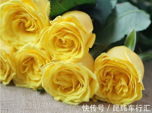 热爱菊花，不如养盆“珍稀玫瑰”金香玉，花开金光闪闪，亮丽优雅