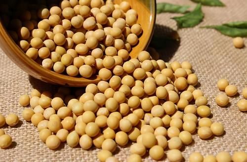 绿萝、文竹、富贵竹，盆栽黄叶不用慌，用点它马上搞定