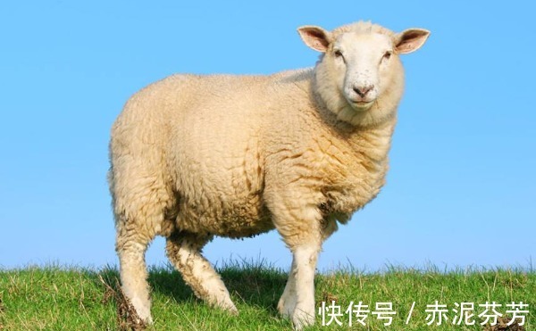 日子|“十羊九福全”，尤其是67年的羊，明天开始日子越过越富有！
