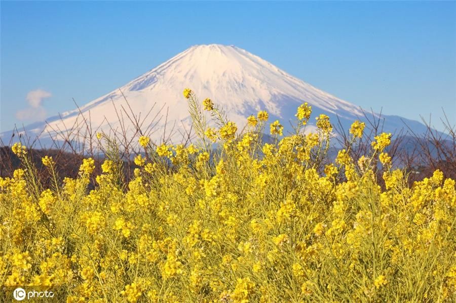 人民网|日本春天悄悄到来 富士山下油菜花盛开