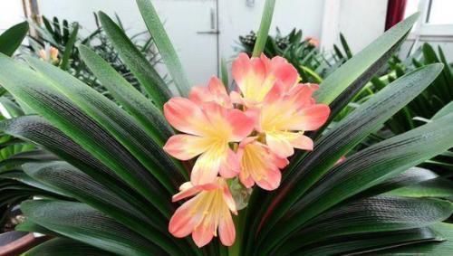 叶片|她用一斤香蕉皮把花养爆盆，全年不用施肥，花长得又壮又好开花多