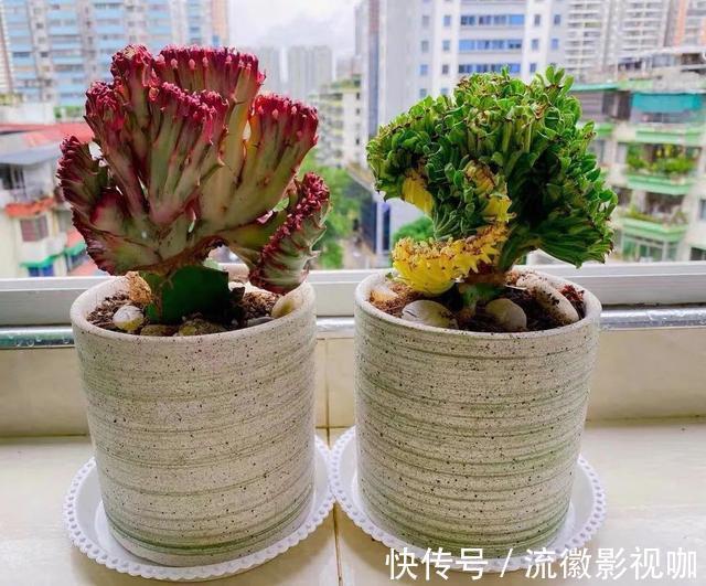 腐殖质|8种“丑花”，个个都有好兆头，家里养几盆，镇宅吉祥，越养越爱