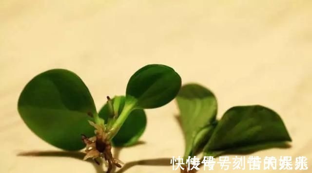 蟹爪兰|养花爱好者看过来这15种花现在“扦插”，生根快，一个周就长芽