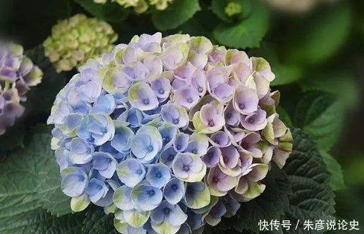 4种花适合新手养,不用费心,开起花来拦不住,美不胜收