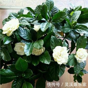 爆盆|春养茉莉花，大爷有“诀窍”，分分钟轻松“爆盆”，花开上百朵