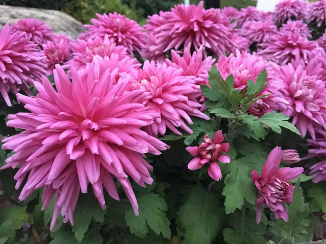 喜欢菊花，就养盆“菊中珍品”胭脂红，花团锦簇，群芳争艳！