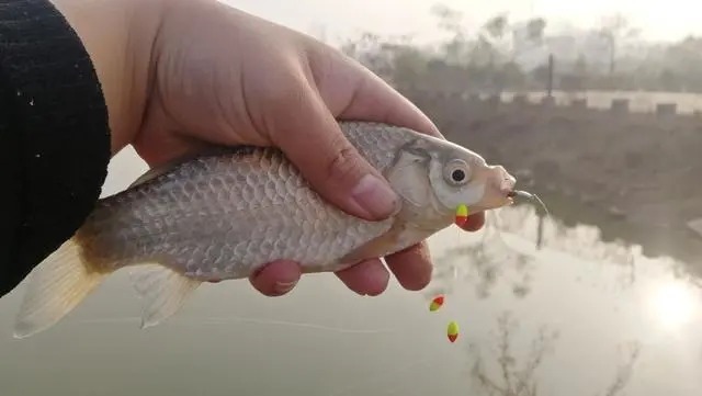 天总|冬钓鲫鱼把握方法和时机，这4点就足够你狂拉大鱼，一定要记牢！