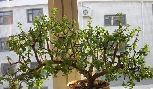 养“马齿苋树”,用点“它”,叶绿如玉,枝粗壮,1年就能成老桩!