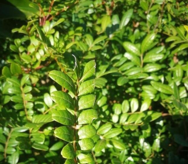 4种整株都有香味的树,家里养一棵,不生虫,还能四季飘香