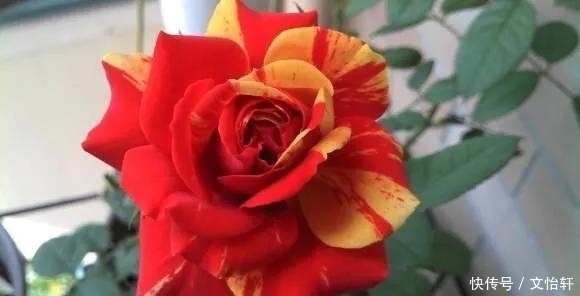 品种|100个月季品种,千姿百态,每个都很漂亮,图名并茂,值得收藏