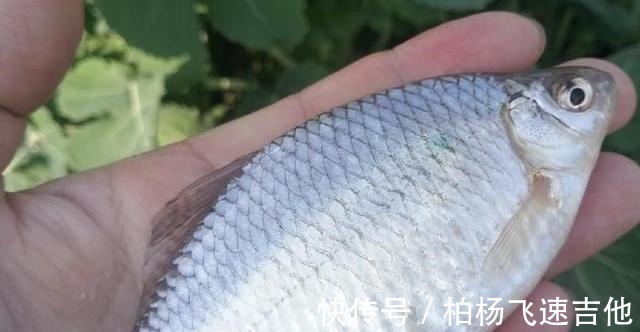 经常被当小杂鱼扔掉的鱼外表像鳑鲏,个大如鲫鱼!
