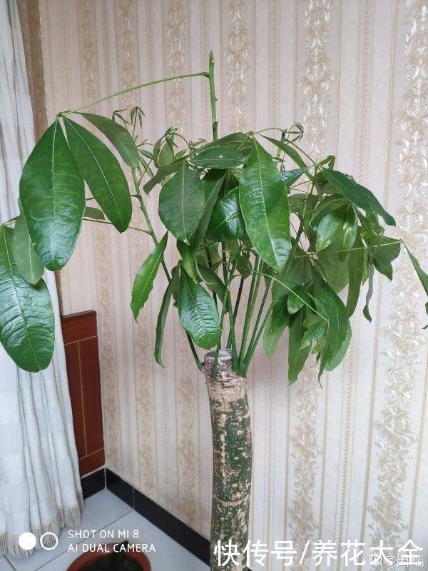 发财树|在家养花不如养棵“树”，绿油油的超好看，还能释放氧气
