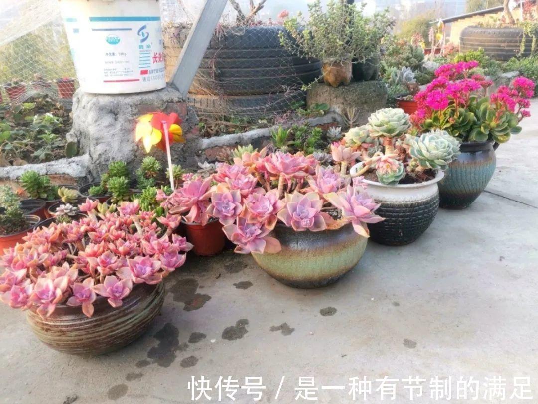 四川大哥养多肉,创意无极限,生活巴适得很!