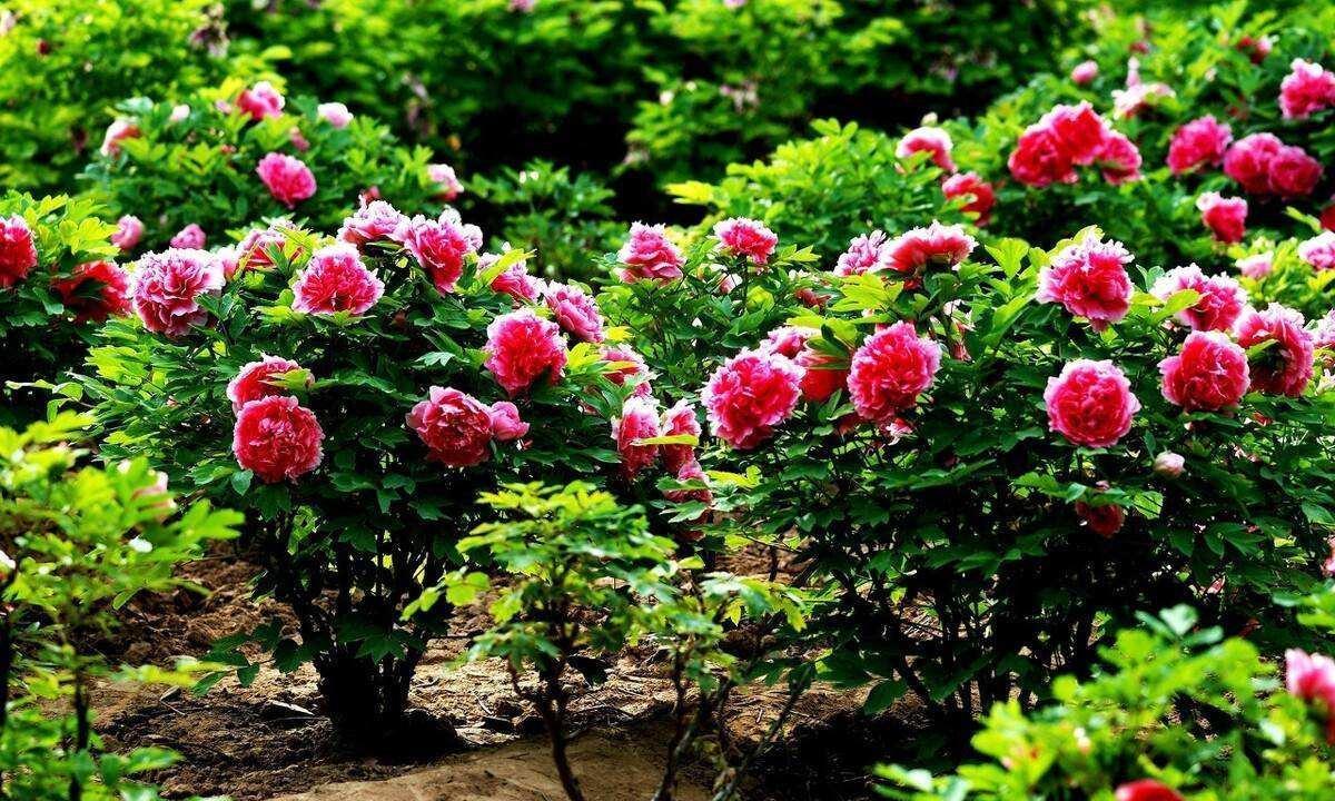 老桩|6种富贵花,全都“寿命长”,轻松养成老桩,越大越“旺家”