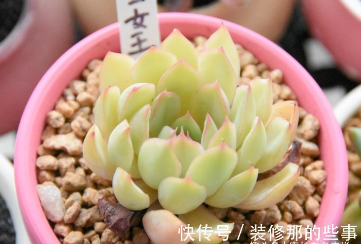 冰梅|月影系多肉之冰雪女王——平常颜色有点白，出状态时却黄中带红