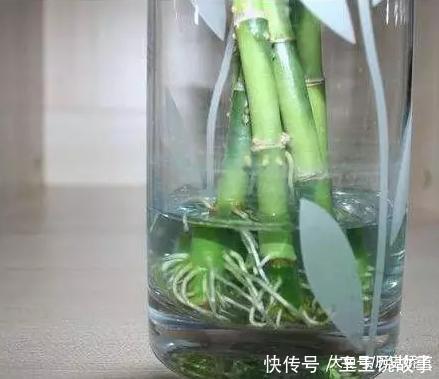 盆里加点它,养花10年不黄叶,年年花开不断!