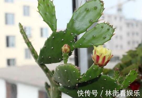 儿时种下一颗仙人掌,10年后,爷爷打来电话,现在2万都不卖!