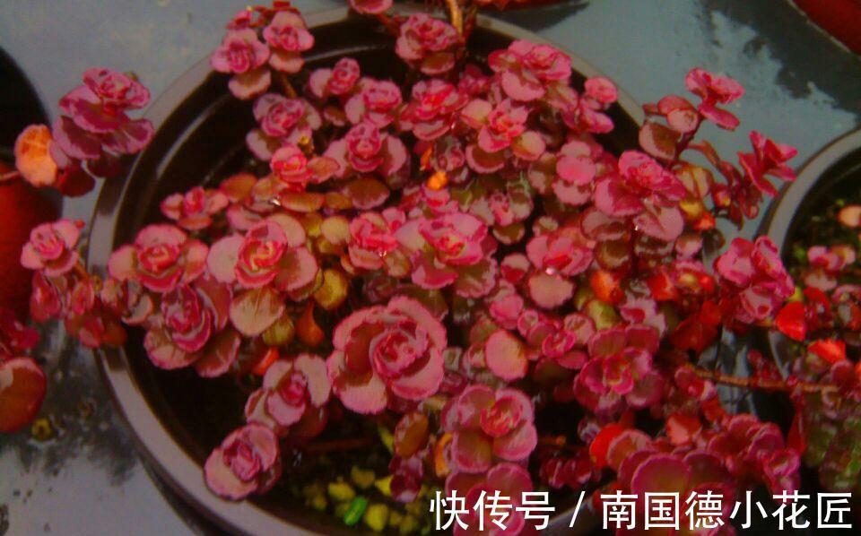 龙血景天,名字很霸气,实则是小清新的多肉植物小球玫瑰