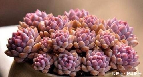 白牡丹|5款多肉普货,在家里养上几盆,好养又省心还有观赏性