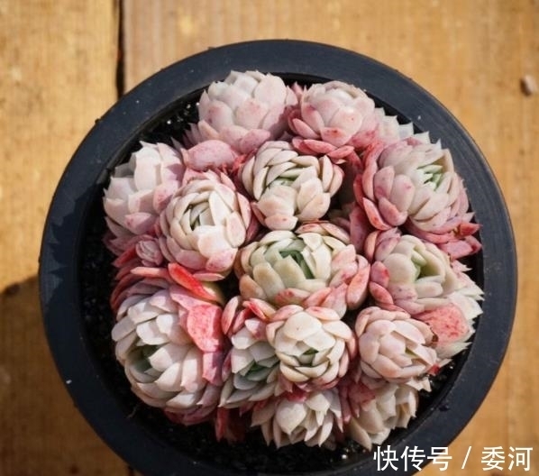 11月养盆多肉冰莓,了解掌握4个要点,美艳动人爱群生