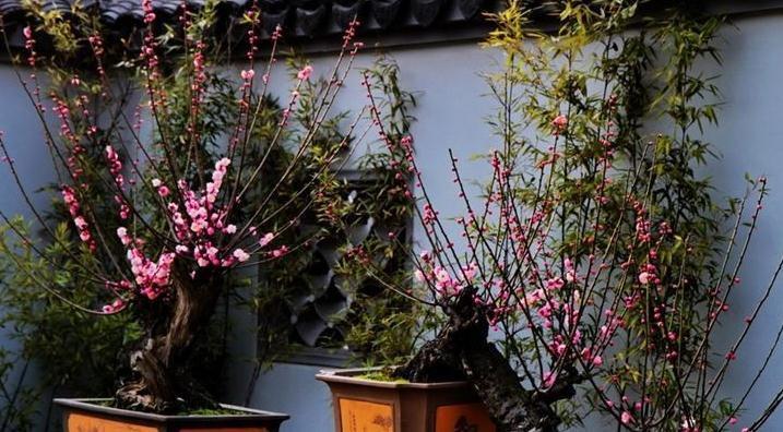 十大名花中排名前6的花,家里养1盆,大气,上档次,你喜欢吗