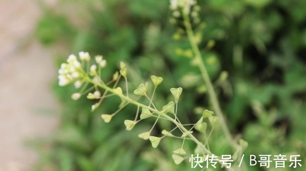 胡萝卜胡萝卜|肝不好的女人，3种食物是肝脏的“救星”，远离肝癌、肝硬化