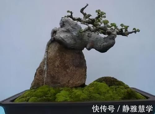 树种|盆景各式各样，叫法各有不同，基础的13种式样，你见过几种