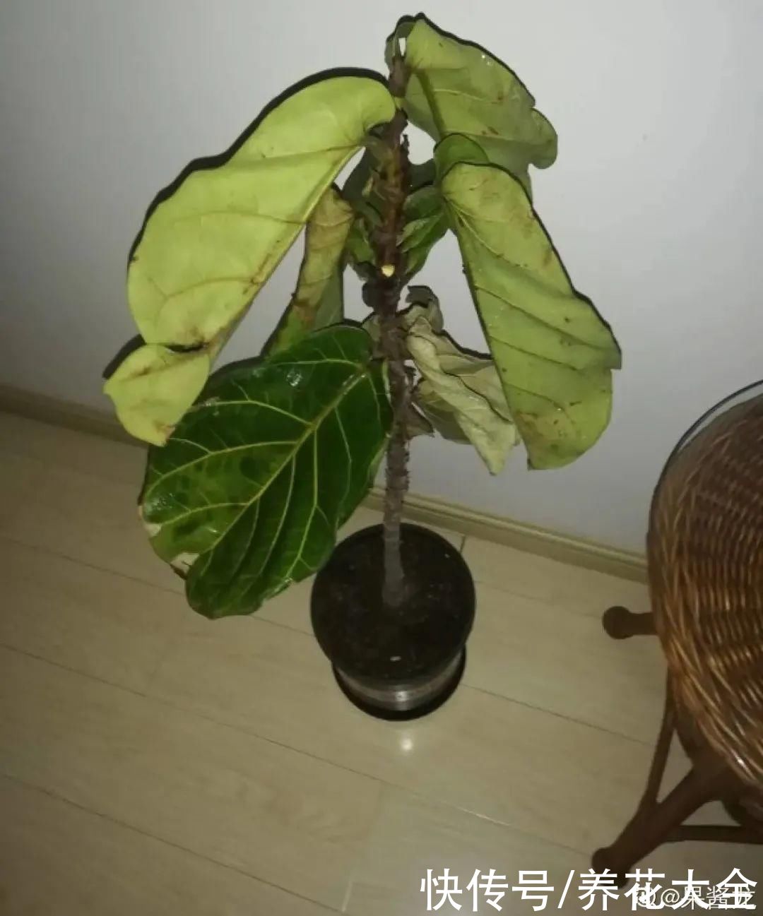 琴叶榕|大叶子耐阴花，室内一定养，叶子比脸大，真凉快