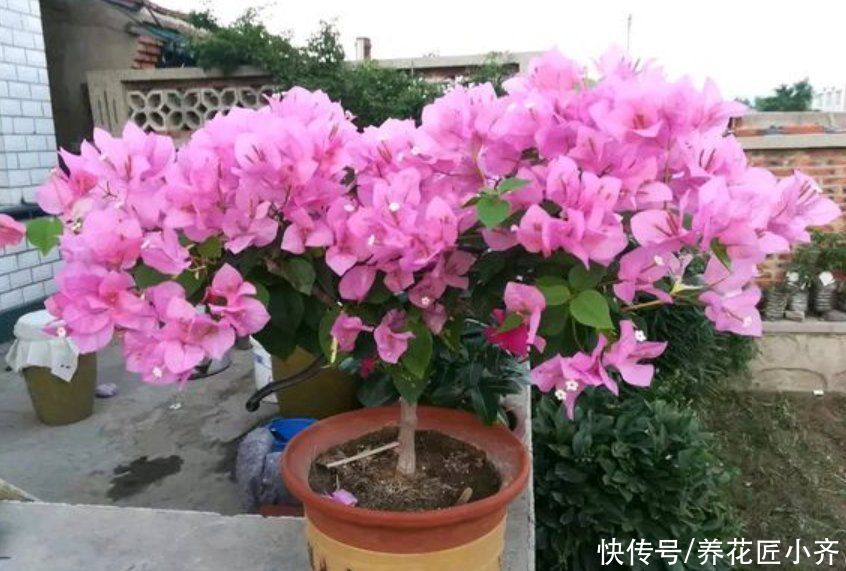 三角梅想要开花多，“高手”都会准备3种肥，再多就是浪费