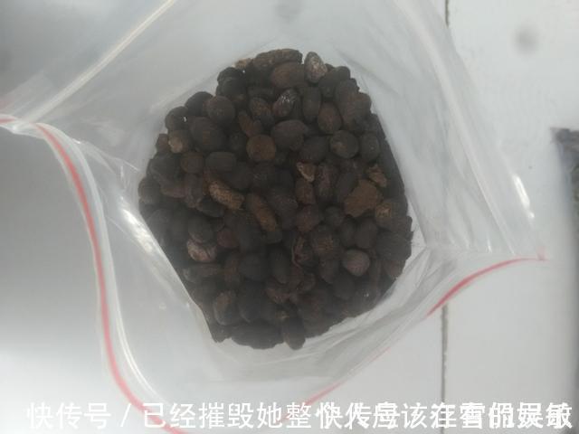 虎皮兰“长得慢”扒开土喂点“出芽肥”,新芽就像“竹笋”